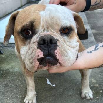 Maggie -  Mixed Breed Dog for Adoption in Gadsden, Alabama - Maggie | PetCurious