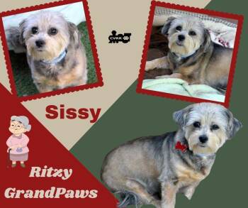 Yorkshire Terrier Dogs Available for Adoption - Sissy Ritz Granpaws | PetCurious