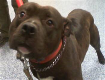 Pit Bull Terrier Dogs Available for Adoption in Charlotte, North Carolina - A1262291 | PetCurious