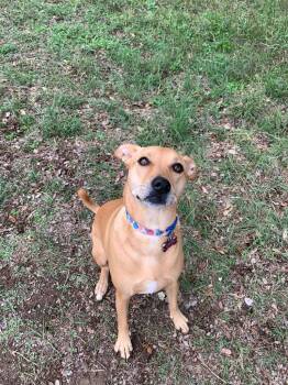 Rescue Yellow Labrador Retriever and Mixed Breed Dogs for Adoption in Boerne, Texas - Nala Beans | PetCurious