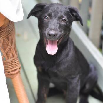 Oliver (Victoria Litter) -  Labrador Retriever and Shepherd Dog for Adoption in Conroe, Texas - Oliver (Victoria Litter) | PetCurious