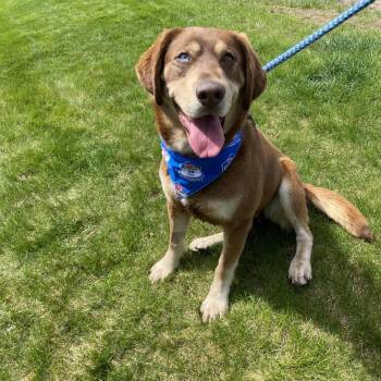 Mixed Breed Dogs Available for Adoption in Spokane, Washington - Charlie Brown | PetCurious