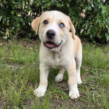 Dr Pepper -  Great Pyrenees Dog for Adoption in Chattanooga, Tennessee - Dr Pepper | PetCurious