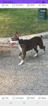 Sophia-Barnes -  Mixed Breed Dog for Adoption in Muskegon, Michigan - Sophia-Barnes | PetCurious