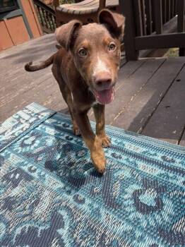 LEVI -  Shepherd Dog for Adoption in Broomfield, Colorado - LEVI | PetCurious
