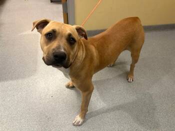 MACHOP -  Pit Bull Terrier Dog for Adoption in Tustin, California - MACHOP | PetCurious