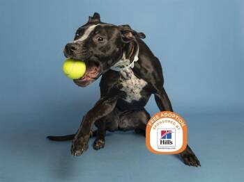 OLIVE -  Pit Bull Terrier Dog for Adoption in Phoenix, Arizona - OLIVE | PetCurious