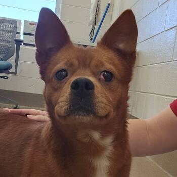 Rescue Chow Chow Dogs for Adoption in Chatham, Virginia - Gwen | PetCurious