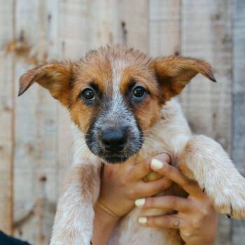 Australian Cattle Dog Blue Heeler Dogs Available for Adoption in Jackson, Wyoming - Canoe | PetCurious