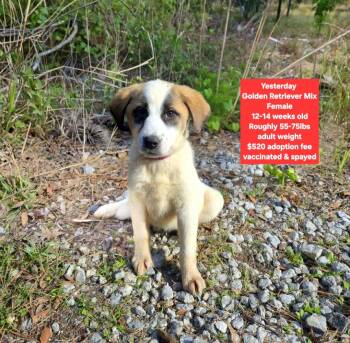 Golden Retriever Dogs Available for Adoption - Yesterday  | PetCurious