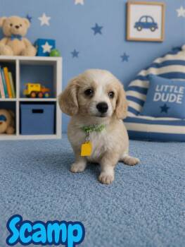 Scamp -  Maltipoo Dog for Adoption in Arlington, Texas - Scamp | PetCurious