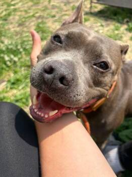Bluebell -  Pit Bull Terrier Dog for Adoption in Chicago, Illinois - Bluebell | PetCurious