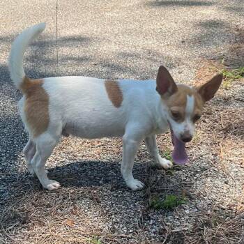 Willie -  Mixed Breed Dog Available for Adoption in Montgomery, Texas - Willie | PetCurious
