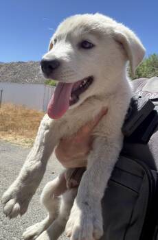COWBOY -  Great Pyrenees Dog for Adoption in Los Angeles, California - COWBOY | PetCurious