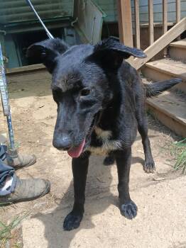 German Shepherd Dog and Labrador Retriever Dogs Available for Adoption in Edgemoor, Delaware - MAVERICK | PetCurious