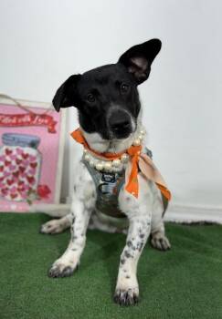 Jellybean-One of our Amazing Rescue Dogs -  Dachshund and Dalmatian Dog for Adoption in Carlsbad, California - Jellybean-One Of Our Amazing Rescue Dogs | PetCurious
