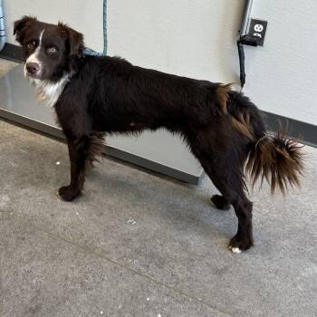 111707 -  Mixed Breed Dog for Adoption in Las Cruces, New Mexico - 111707 | PetCurious