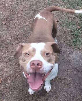 Rescue Boxer Dogs for Adoption in Beech Island, South Carolina - Meech | PetCurious