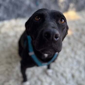 Rescue Black Labrador Retriever Dogs for Adoption in San Diego, California - Missy | PetCurious