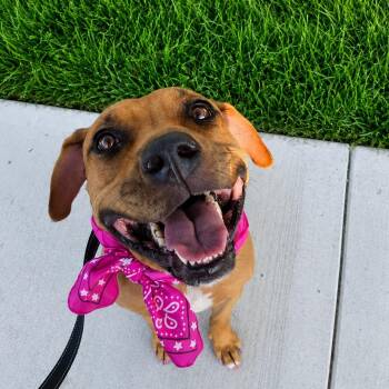 Timber Tender Heart -  Pit Bull Terrier and Black Mouth Cur Dog for Adoption in Friendswood, Texas - Timber Tender Heart | PetCurious