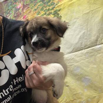 Australian Shepherd Dogs Available for Adoption in Normal, Illinois - Snap Dragon | PetCurious
