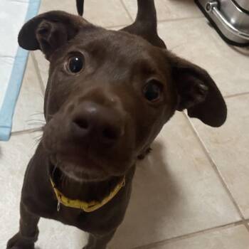Chocolate Labrador Retriever Dogs Available for Adoption in Baton Rouge, Louisiana - Chip | PetCurious