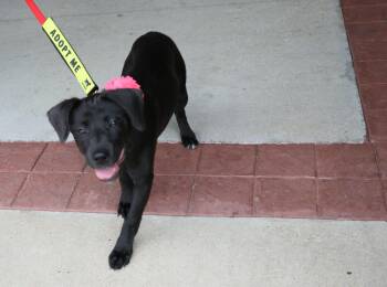 Baby Ruth -  Terrier and Labrador Retriever Dog for Adoption in Pflugerville, Texas - Baby Ruth | PetCurious