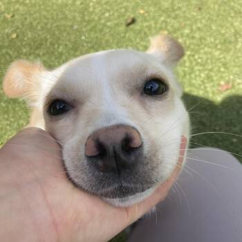 Sky -  Mixed Breed Dog Available for Adoption in Providence, Rhode Island - Sky | PetCurious