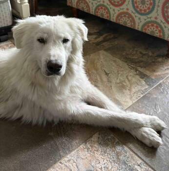 Great Pyrenees Dogs Available for Adoption in Quinlan, Texas - Alaska DFW | PetCurious