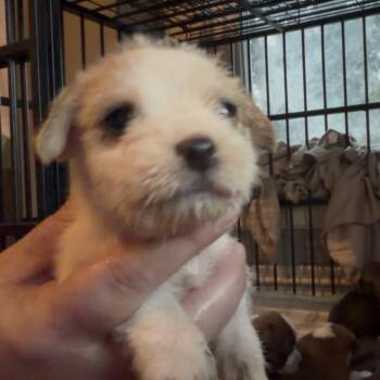 Wrenly -  Shih Tzu and Pit Bull Terrier Dog for Adoption in Pittsburg, Kansas - Wrenly | PetCurious