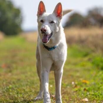 Snoopy (26-388) -  German Shepherd Dog Dog for Adoption in New Ringgold, Pennsylvania - Snoopy (26-388) | PetCurious