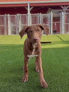 Buck -  Shepherd and Hound Dog for Adoption in Gallatin, Tennessee - Buck | PetCurious