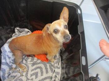 A390182 -  Dachshund and Chihuahua Dog for Adoption in Ocala, Florida - A390182 | PetCurious