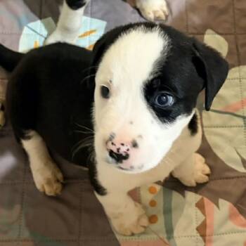 Rescue Mixed Breed Dogs for Adoption in Olathe, Kansas - Umbra | PetCurious