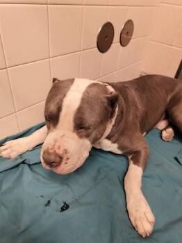 AZUL -  Pit Bull Terrier and Mixed Breed Dog for Adoption in Albuquerque, New Mexico - AZUL | PetCurious