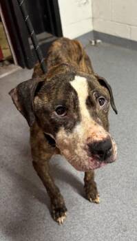 Cane Corso and Mixed Breed Dogs Available for Adoption - Rosa | PetCurious