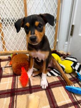 Arlie -  Chihuahua and Mixed Breed Dog for Adoption in Orlando, Florida - Arlie | PetCurious