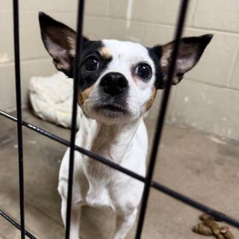 Minnie -  Jack Russell Terrier and Mixed Breed Dog for Adoption in Madisonville, Kentucky - Minnie | PetCurious