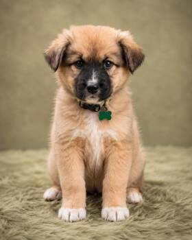 Siberian Husky Dogs Available for Adoption in Palo Alto, California - Tropical: Guava | PetCurious
