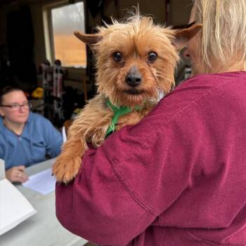Yorkshire Terrier Dogs Available for Adoption - Felicity | PetCurious