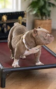 Bulldog and Pit Bull Terrier Dogs Available for Adoption in Homestead, Florida - Pebbles | PetCurious
