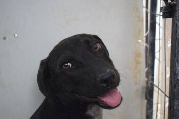 Keanna (Road Girl P6) -  Labrador Retriever Dog for Adoption in Pahrump, Nevada - Keanna (Road Girl P6) | PetCurious
