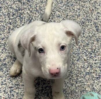 Odette -  Labrador Retriever Dog for Adoption in Golden, Colorado - Odette | PetCurious