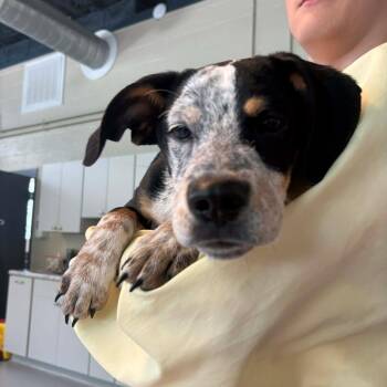 Mixed Breed Dogs Available for Adoption in Huntington, West Virginia - Harold | PetCurious