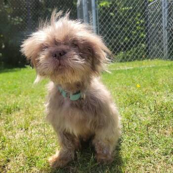 Shih Tzu and Mixed Breed Dogs Available for Adoption in Cabot, Arkansas - (Found) Otis | PetCurious