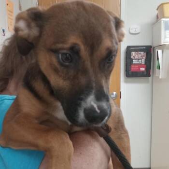 Mavis -  Labrador Retriever and Pit Bull Terrier Dog for Adoption in Pekin, Illinois - Mavis | PetCurious