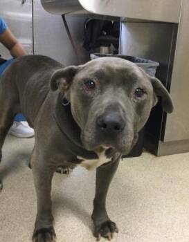 HUMPHREY -  Pit Bull Terrier Dog for Adoption in Riverside, California - HUMPHREY | PetCurious