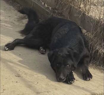 Labrador Retriever and German Shepherd Dog Dogs Available for Adoption - EH Hank | PetCurious