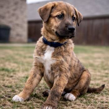 Labrador Retriever Dogs Available for Adoption - Stitch | PetCurious