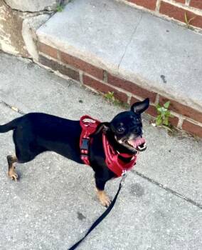 Moe -  Chihuahua Dog for Adoption in New York, New York - Moe | PetCurious